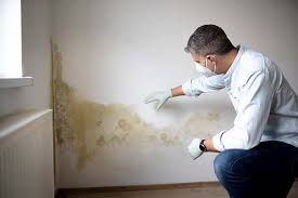 Best Residential Mold Inspection & Testing  in Elkins, WV